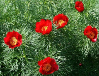 paeonia_tenuifolia